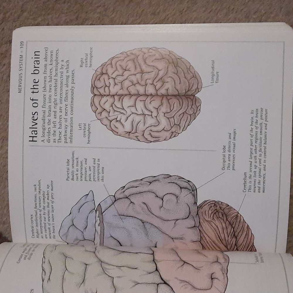 Human Body Book - Picture 4 of 8